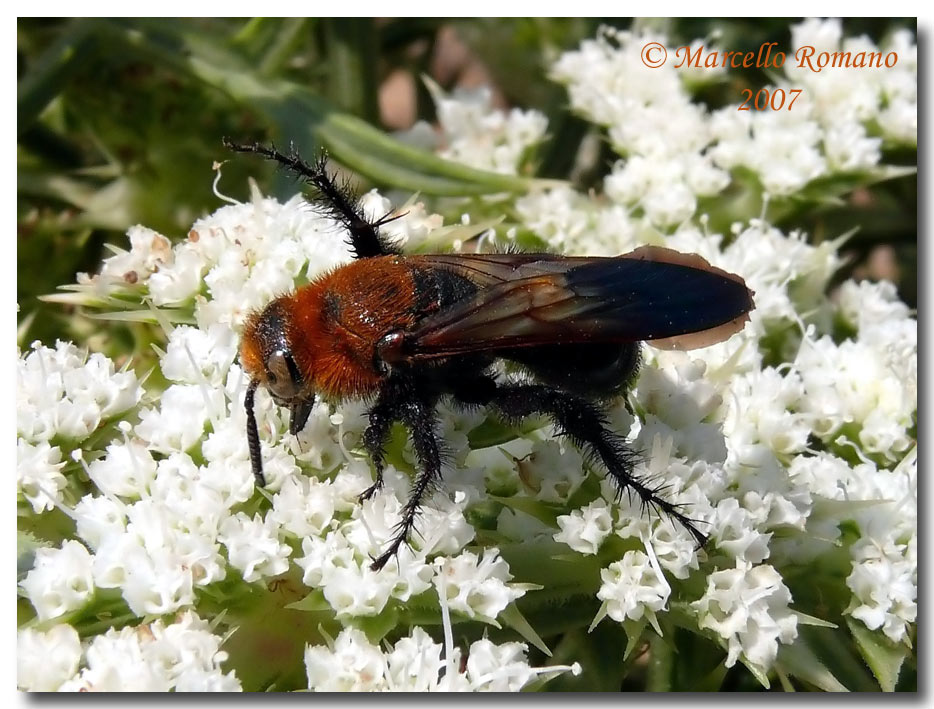 Il vistoso dimorfismo sessuale di Campsomeriella thoracica